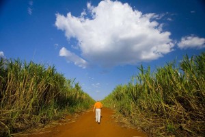 Sugar Cane for BP's and Tropical BioEnergia's Sugar Cane Ethanol Venture