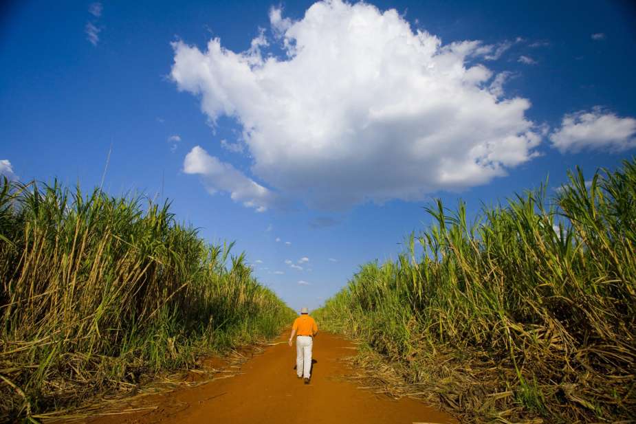 Sugar Cane for BP's and Tropical BioEnergia's Sugar Cane Venture